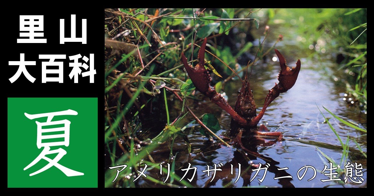 里山大百科「夏」アメリカザリガニの生態｜映像制作会社つばめプロ