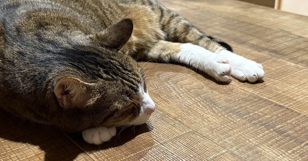 Moku's Sleeping Face｜長谷川ちえ