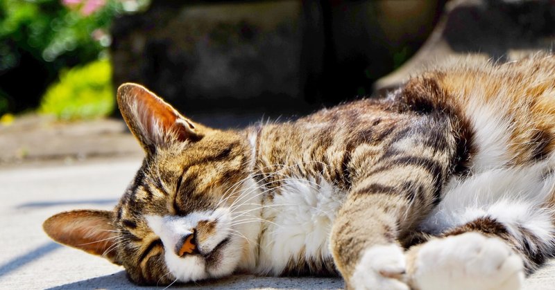 わが家の猫生活 その三十八 焼肉デーに唐揚げをもらって大興奮 ぶんぶんどー Note