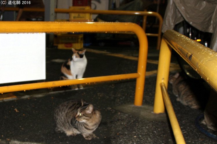 Stray cat 302 #photo #写真 #cat #猫 #ねこ #ネコ #猫写真 #ねこのきもち #癒し #雨上がり #集会 #新宿 #新宿３丁目 #駐車場 #生息地 #HomeGround