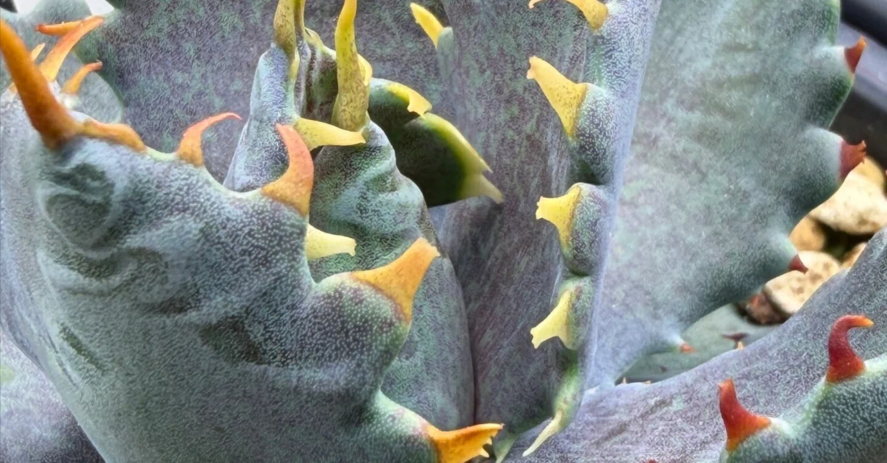 Identifying Agave root rot by 'pot weight' and 'base' rather than ...