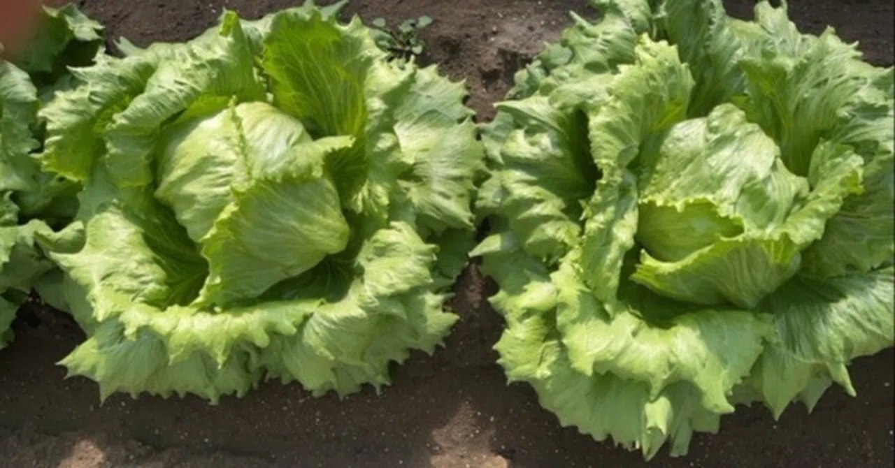 The farm manager's 