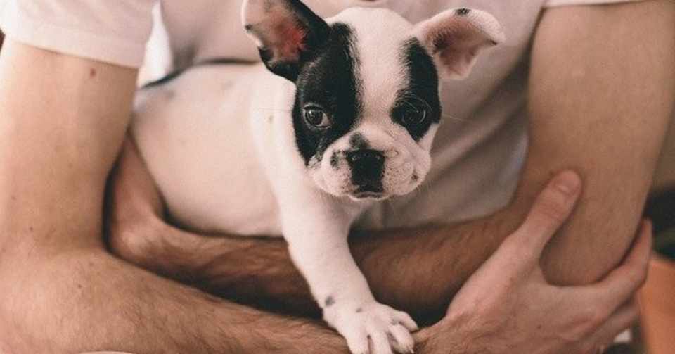 たったこれだけ 犬を飼うときに最低限必要なたった6個のもの ペンブローク亮 Note