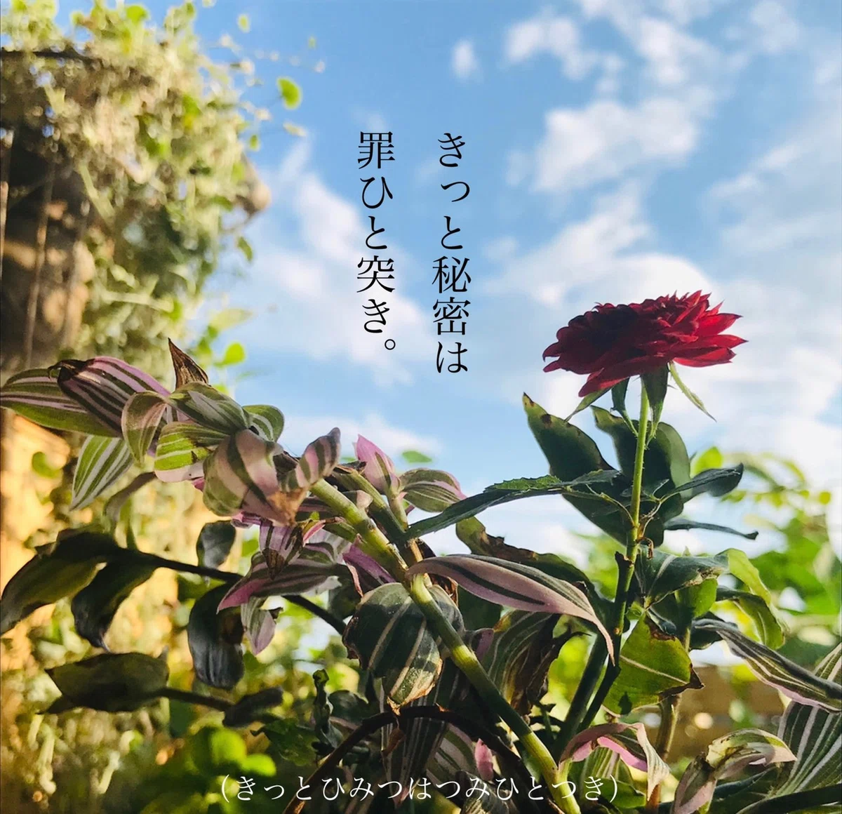 画像10