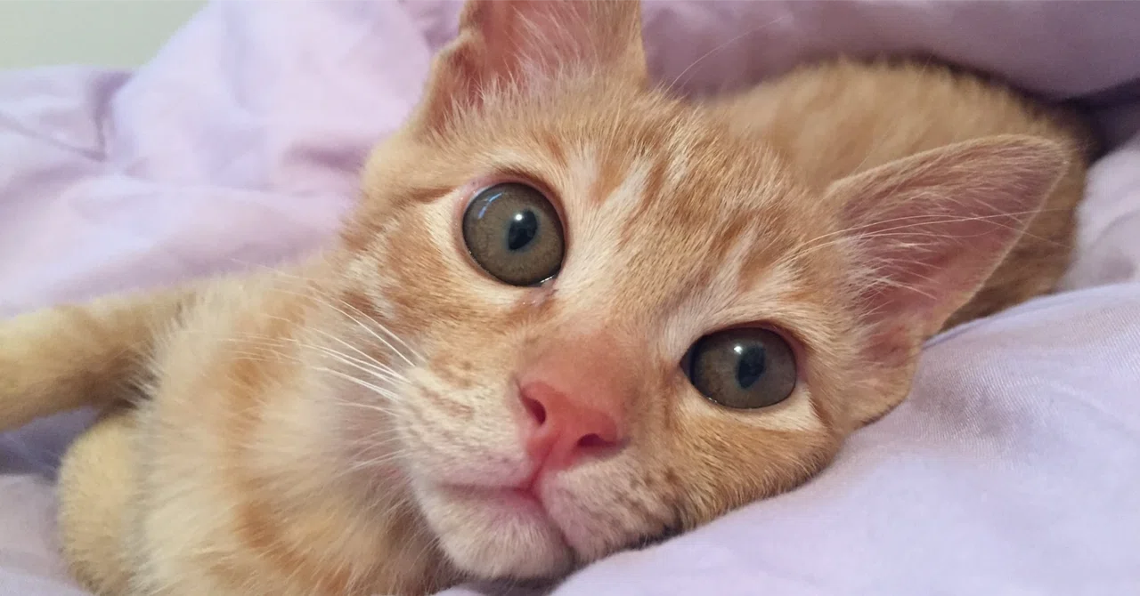 Shown photos of a cat, I run out of words by the third one｜しろくま｜言いにくいこと ...