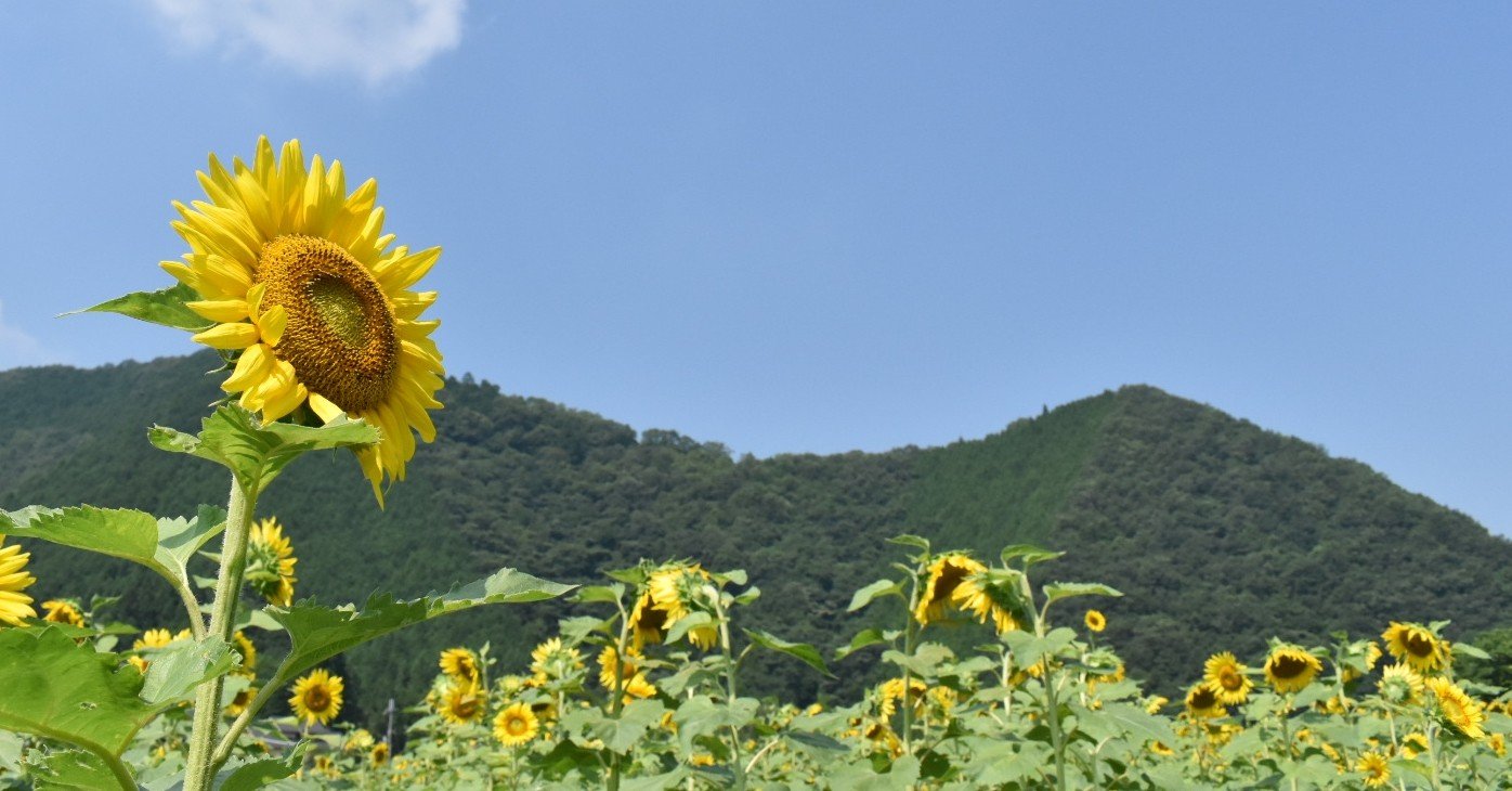 今こそ挑もう 真夏の青空文庫 夏にまつわる短編5選 都村つむぐ Note 今こそ挑もう 真夏の青空文庫 夏にまつわる短編5選 都村つむぐ Note