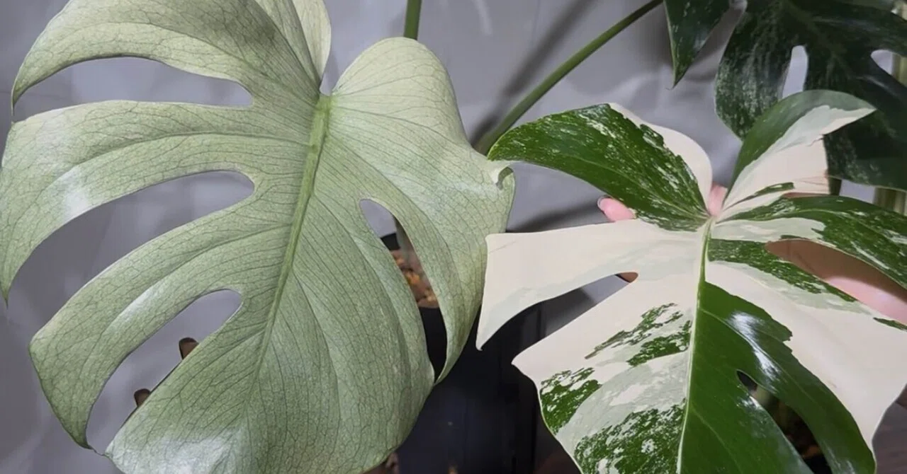 斑入りモンステラの斑の種類｜初心者の方にもおすすめの選び方🌿｜tascraft