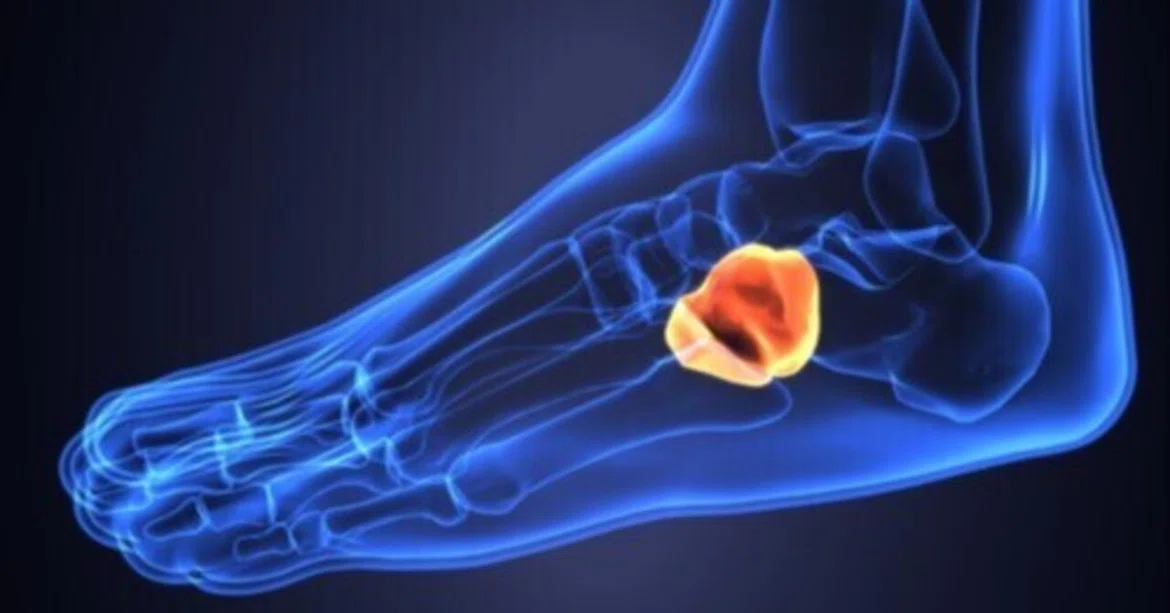 Ankle plantar flexion stabilizes gait｜小田嶋庸介