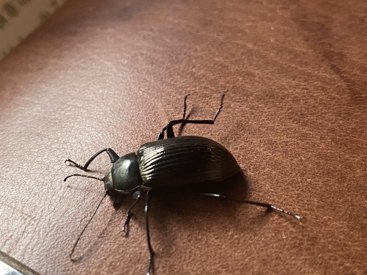 脚の長いシルエットが美しい キマワリを捕まえた Noriaki Kawanishi 田舎暮らしデザイナー Note 脚の長いシルエットが美しい キマワリを捕まえた Noriaki Kawanishi 田舎暮らしデザイナー Note