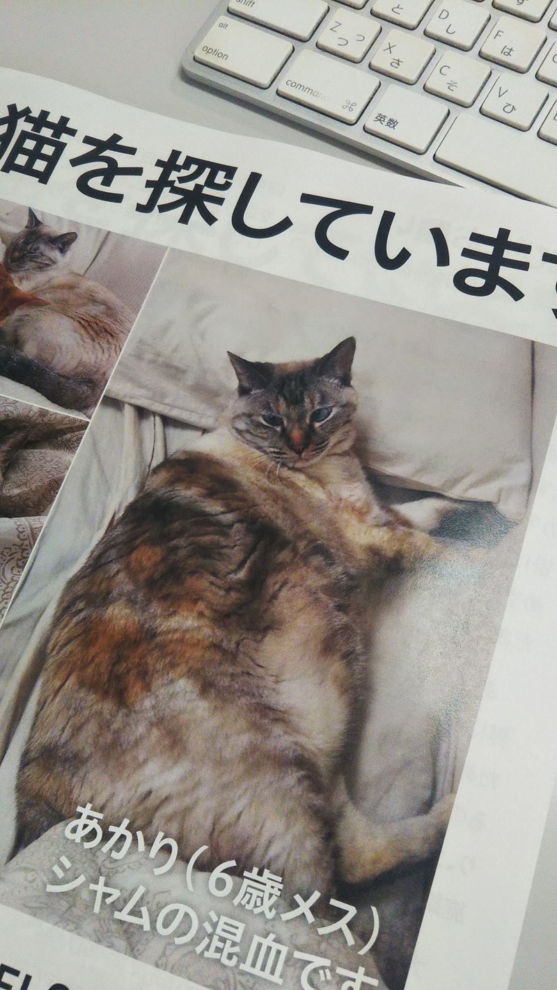 ソーシャルなんとか 猫と平和と人の業 池田なつき Note