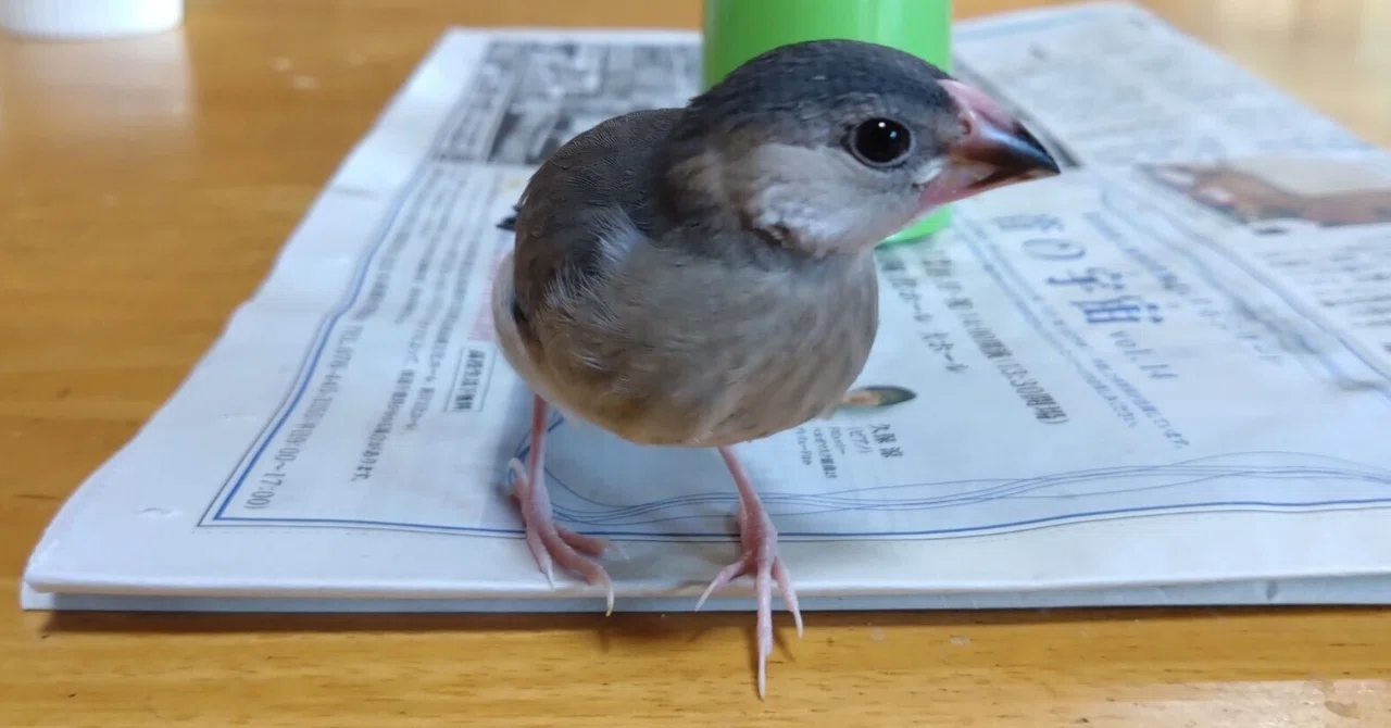 A peaceful day with Meme-chan the Java sparrow, starting with a morning ...