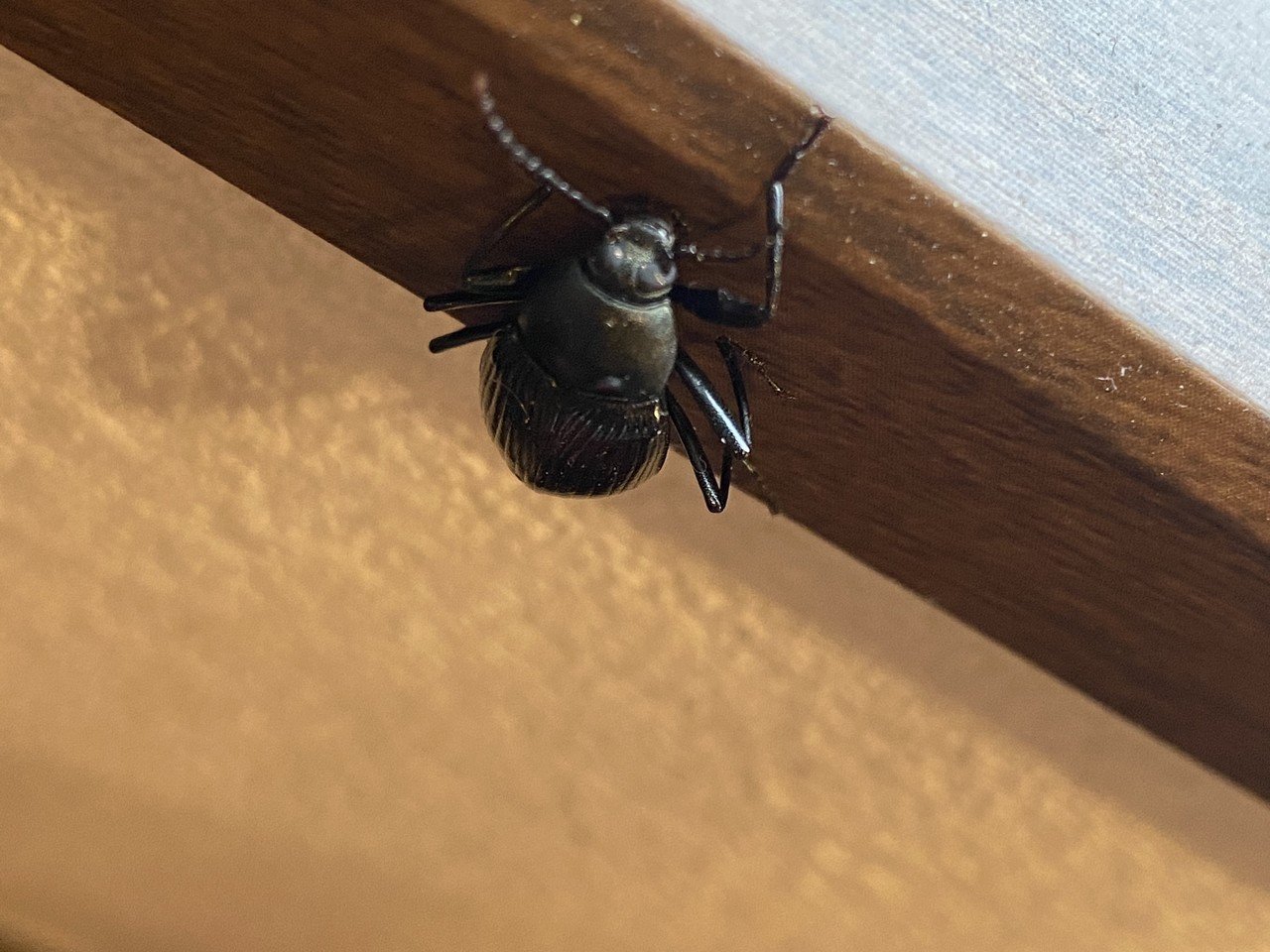 脚の長いシルエットが美しい キマワリを捕まえた Noriaki Kawanishi 田舎暮らしデザイナー Note 脚の長いシルエットが美しい キマワリを捕まえた Noriaki Kawanishi 田舎暮らしデザイナー Note