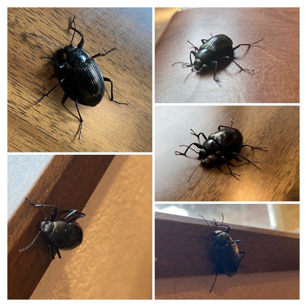 脚の長いシルエットが美しい キマワリを捕まえた Noriaki Kawanishi 田舎暮らしデザイナー Note 脚の長いシルエットが美しい キマワリを捕まえた Noriaki Kawanishi 田舎暮らしデザイナー Note