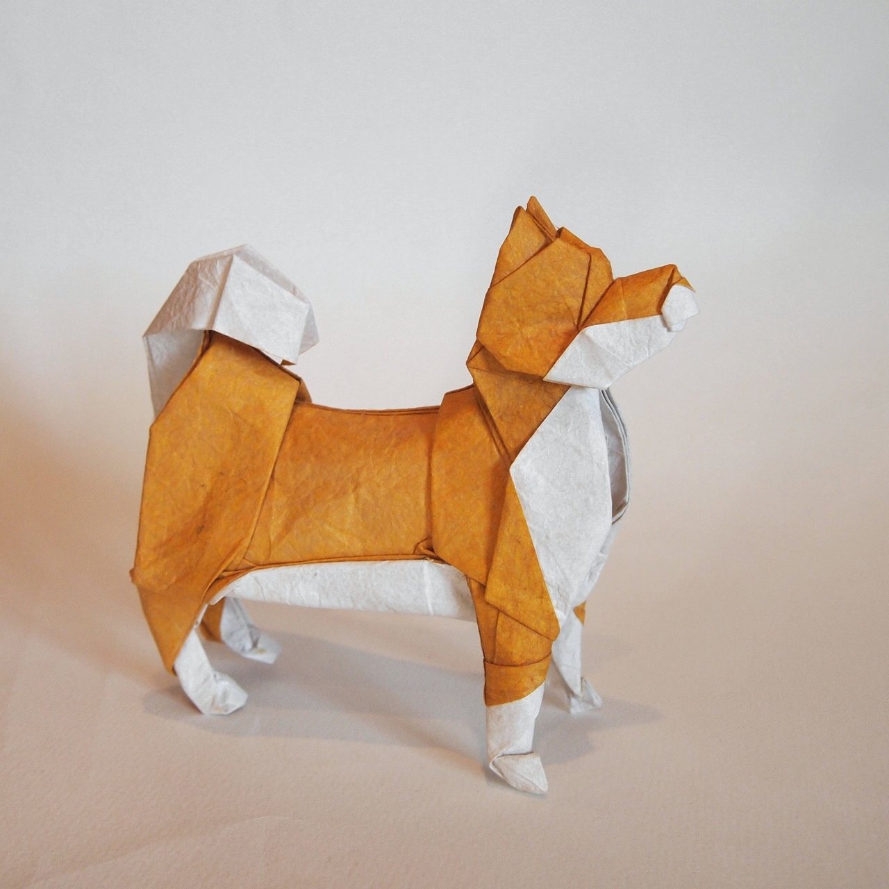 創作 展開図 柴犬 ２０２０ 一匹柴犬 Note