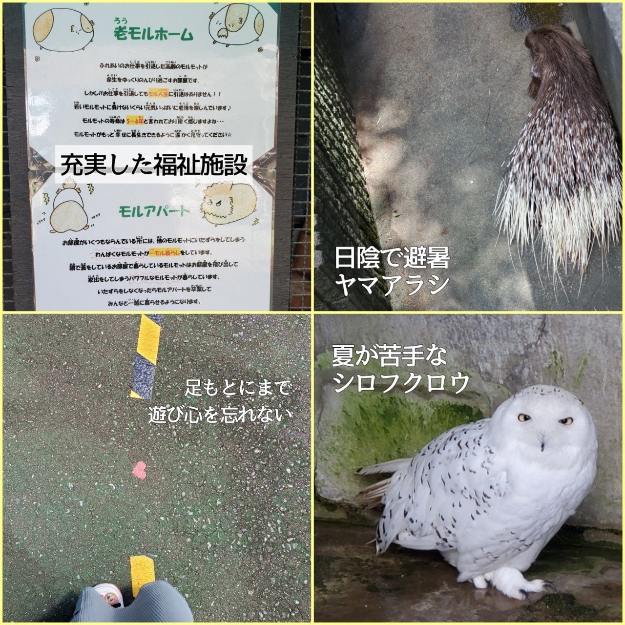 市川市動植物園の夏のあるある言いたい そりづめ らん 市川市沼 Note