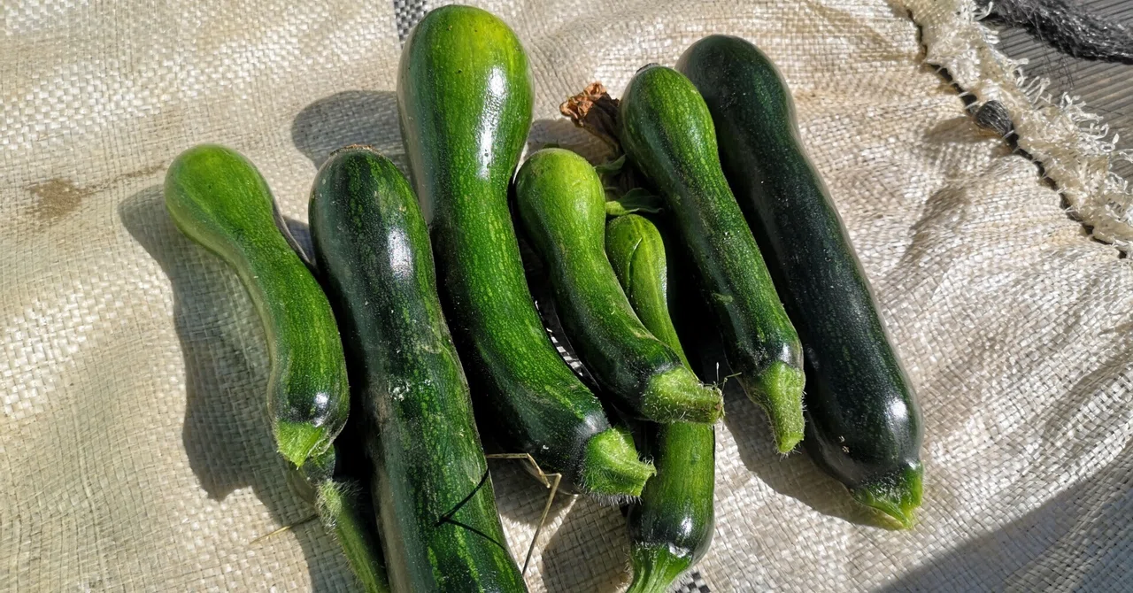 Various Pumpkins: Late-Maturing Crookneck Pumpkin｜山小屋サン