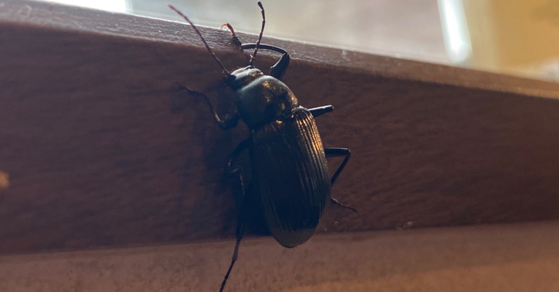 脚の長いシルエットが美しい キマワリを捕まえた Noriaki Kawanishi 田舎暮らしデザイナー Note 脚の長いシルエットが美しい キマワリを捕まえた Noriaki Kawanishi 田舎暮らしデザイナー Note