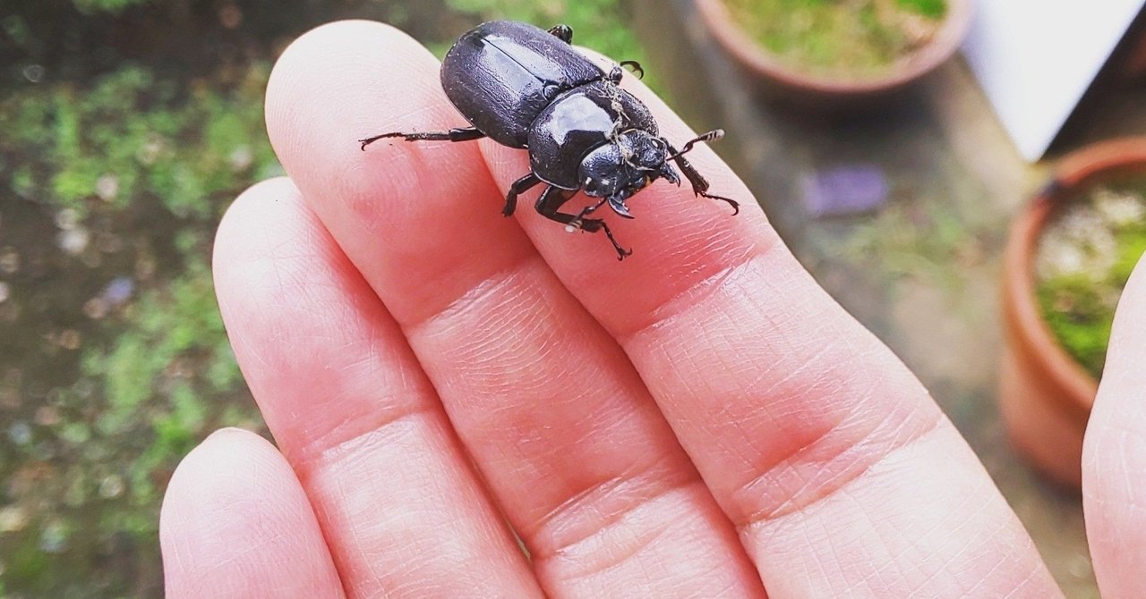 小さいクワガタの秘密 しんちゃん Note