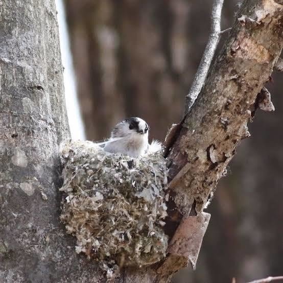 天然野生＊野鳥＊とっても可愛い枝付き【鳥の巣】巣＊小鳥の巣