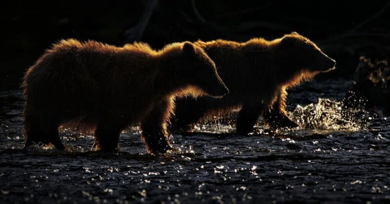 クマへの同情が恐怖に変わる秋　～シベリア、なぜ今、人里へ～