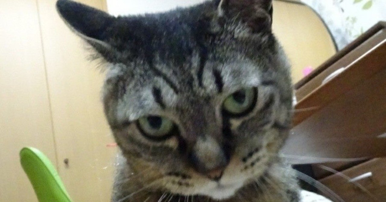 依存させてくるサイコパスの特徴 弱みに漬け込む 気まぐれな人 ノブ 心理学 note