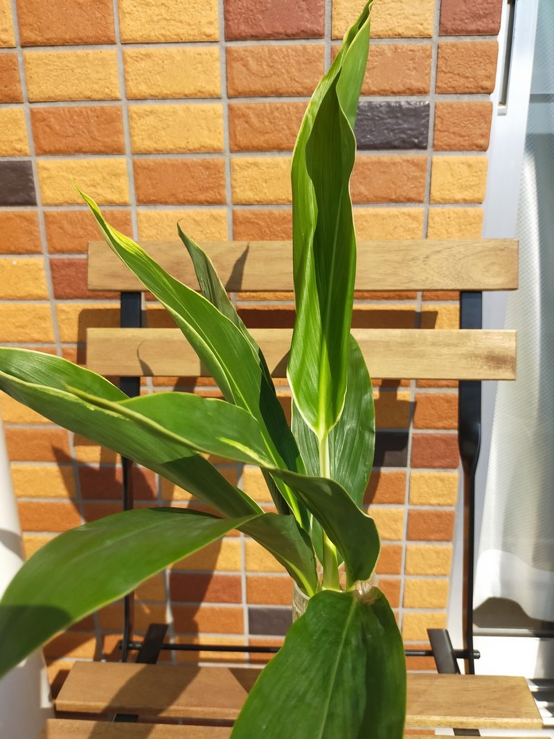 観葉活け花で 緑色 の癒しとリラックス効果 花日記 22 志茂 しも Note