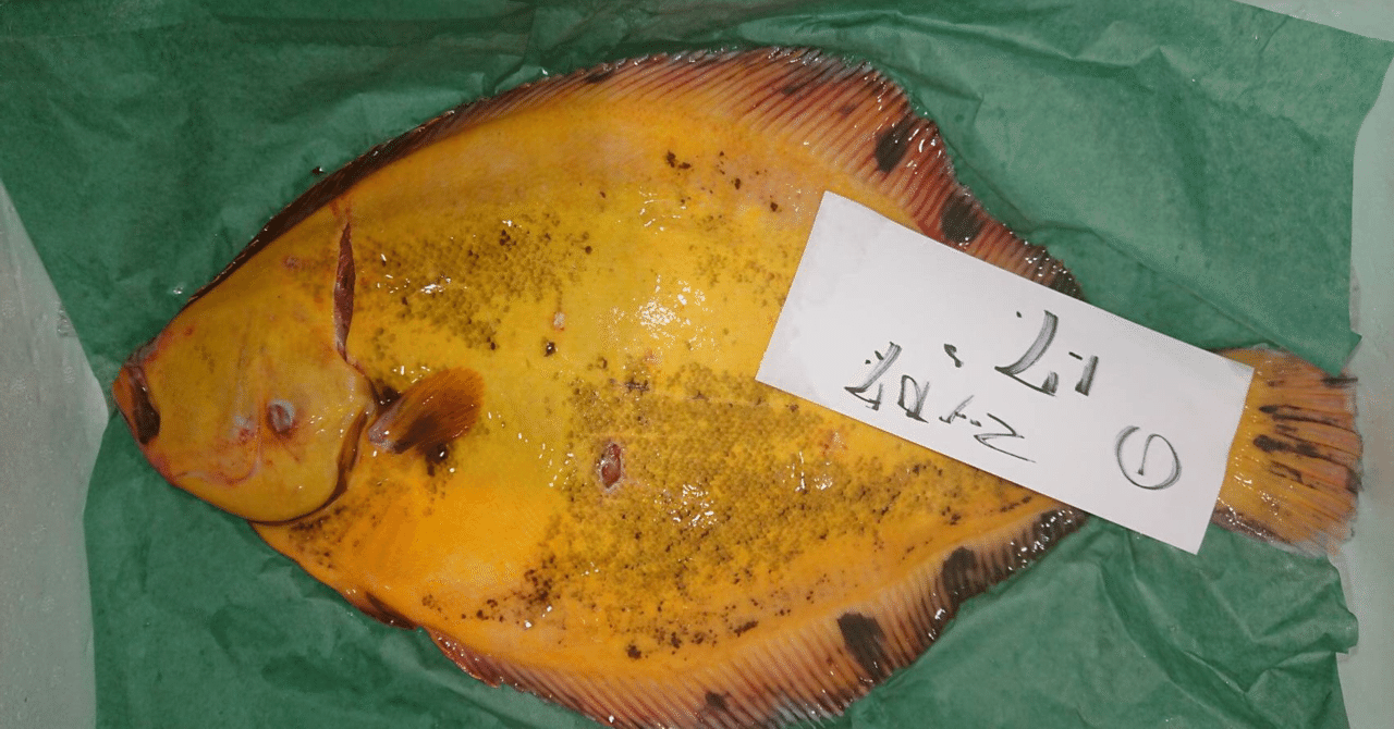 新潟 佐渡沖のマツカワカレイ 魚が来る 明日 新潟から 鮮魚通販 Note
