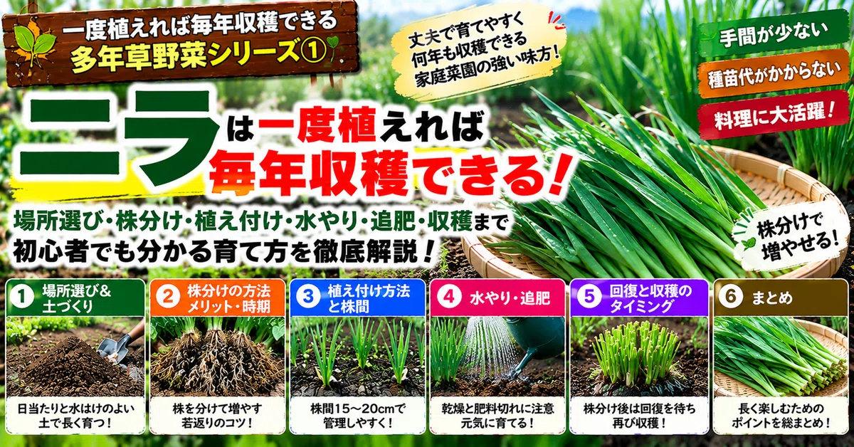 [Perennial Vegetables 1] Chives can be harvested every year once ...