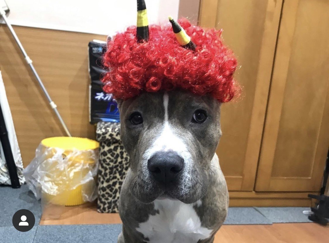 世界最強の闘犬 ピットブル Kawai Tamaki Note 世界最強の闘犬 ピットブル Kawai Tamaki Note