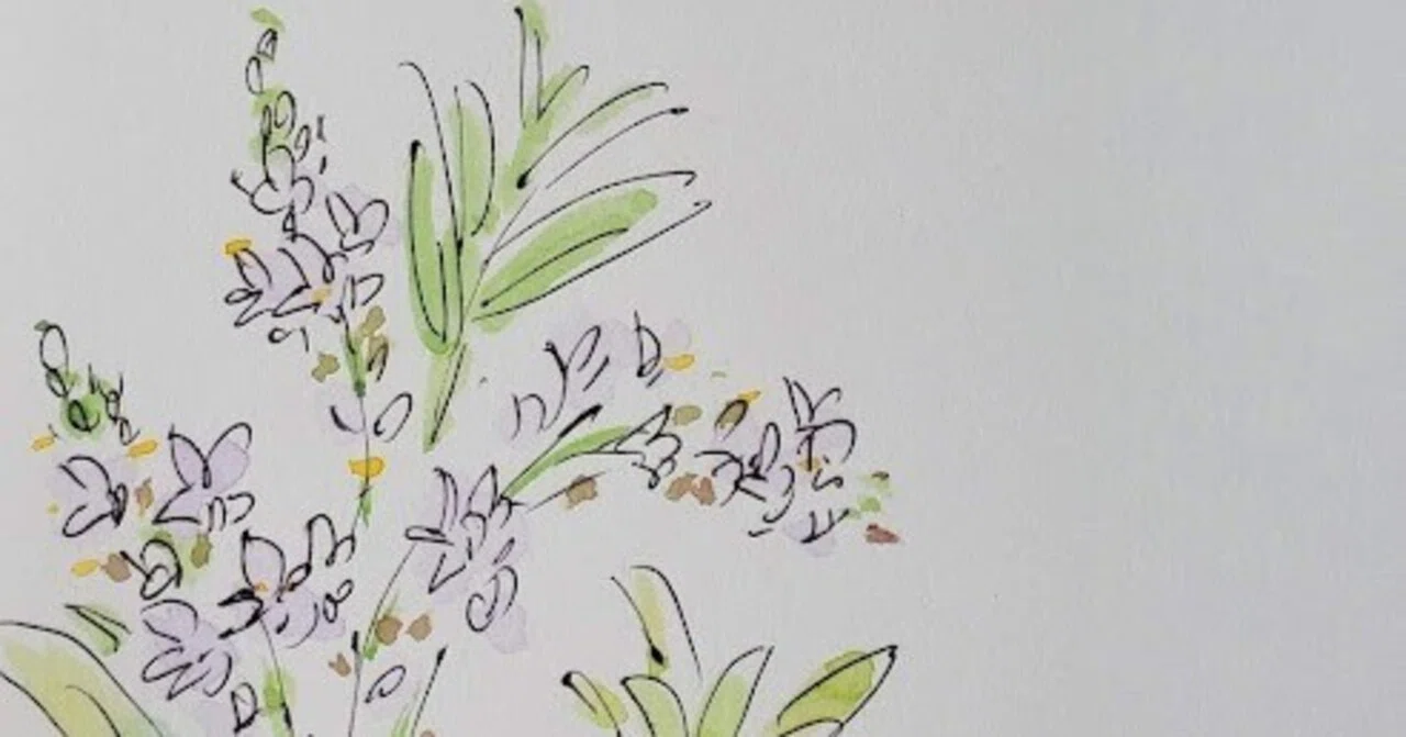 [October 19] Flower 🌸 Lemon Verbena (Aloysia citrodora) 🌸 Illustration ...