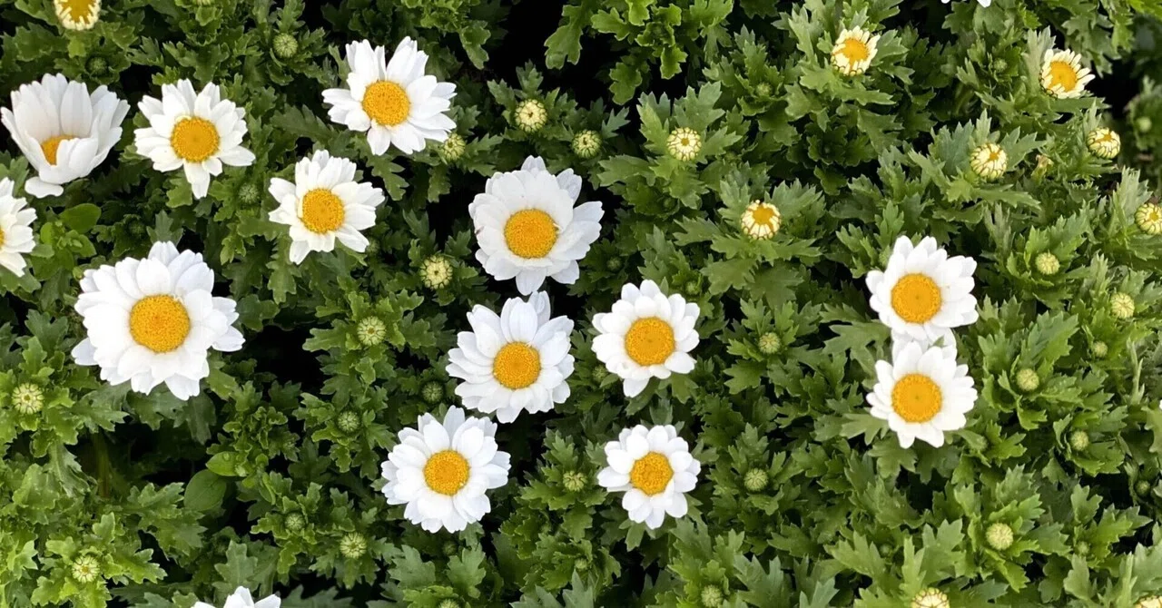 What I did when my atopic dermatitis improved a little｜nagara_555