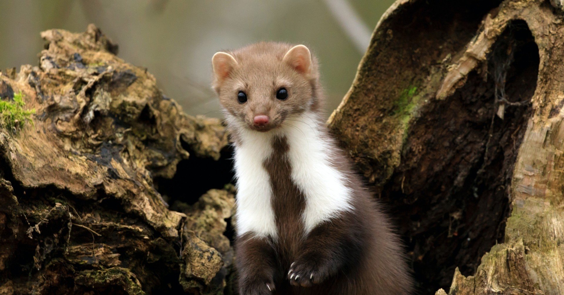 物語で乗り越えるaiとのイタチごっこ 働きたくないイタチと言葉がわかるロボット レビュー 学友annex 世田谷学園 学内誌 Note 物語で乗り越えるaiとのイタチごっこ 働きたくないイタチと言葉がわかるロボット レビュー 学友annex 世田谷学園 学内誌 Note