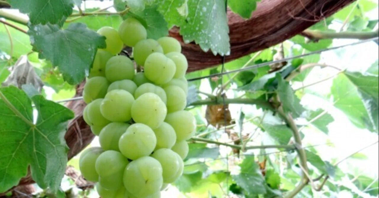 Large, juicy grapes that pop with every bite. 
