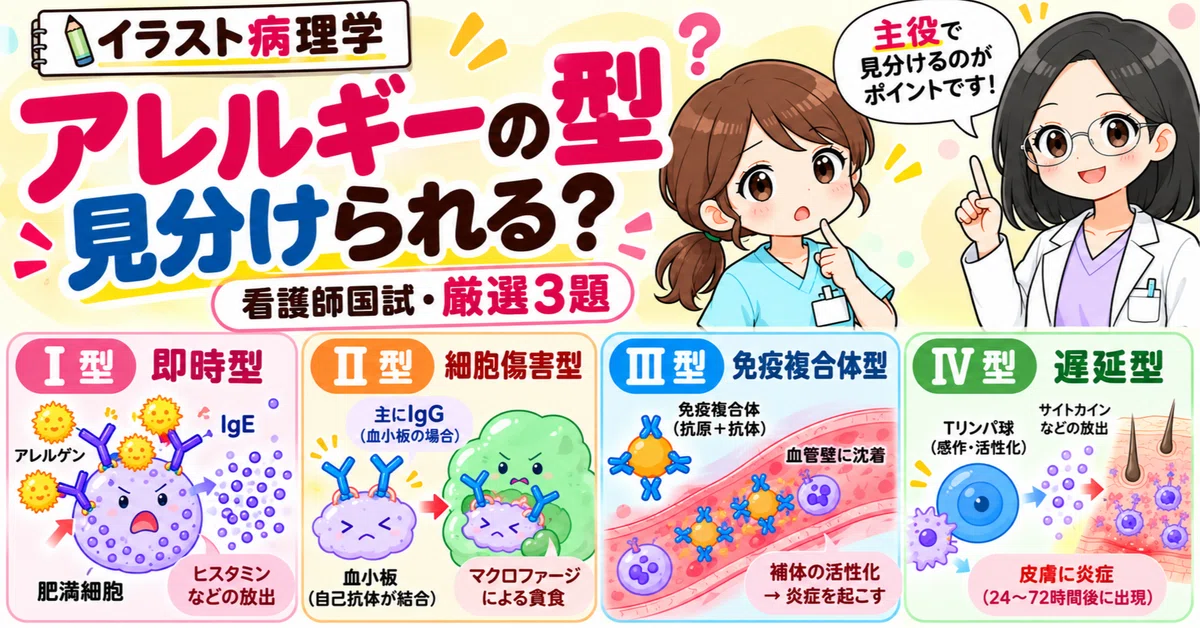 看護師国試】アレルギーⅠ～Ⅳ型を理解しよう！過去問題厳選3題