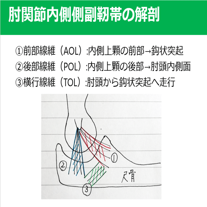 肘内側側副靭帯損傷の介入方法のヒント Y K Note