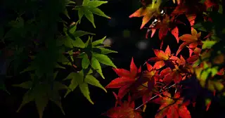 人はなぜ、闇落ちするのか