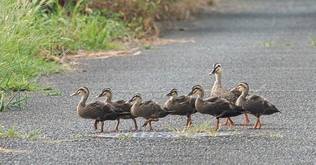 動物と話せるようになった話 のえる Note 動物と話せるようになった話 のえる Note
