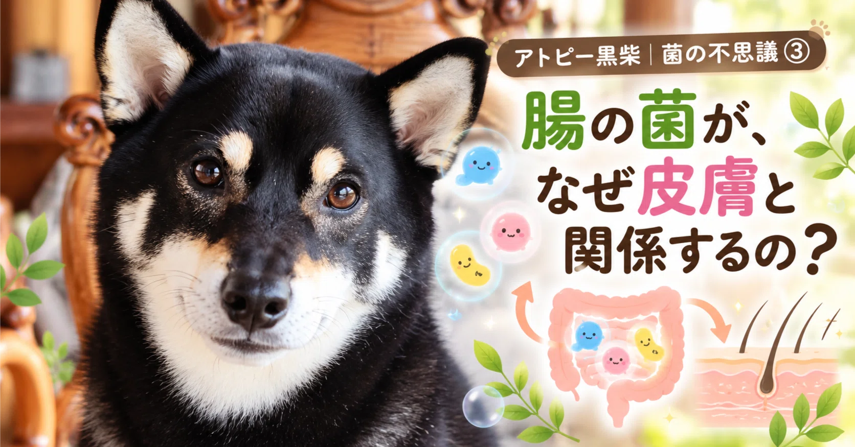 Atopic Black Shiba | The Mystery of Bacteria Part 3: Why is gut ...