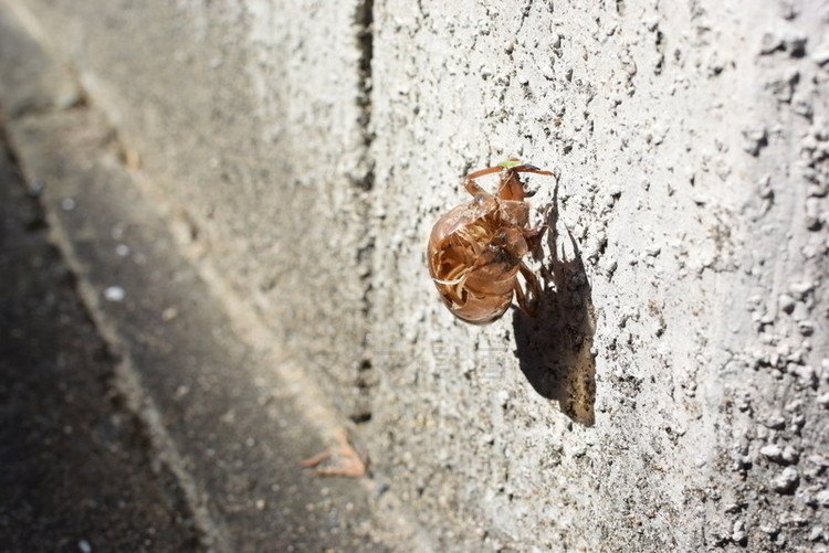 抜殻の上にいるのはセミじゃなく、小さな小さなヨコバイでした