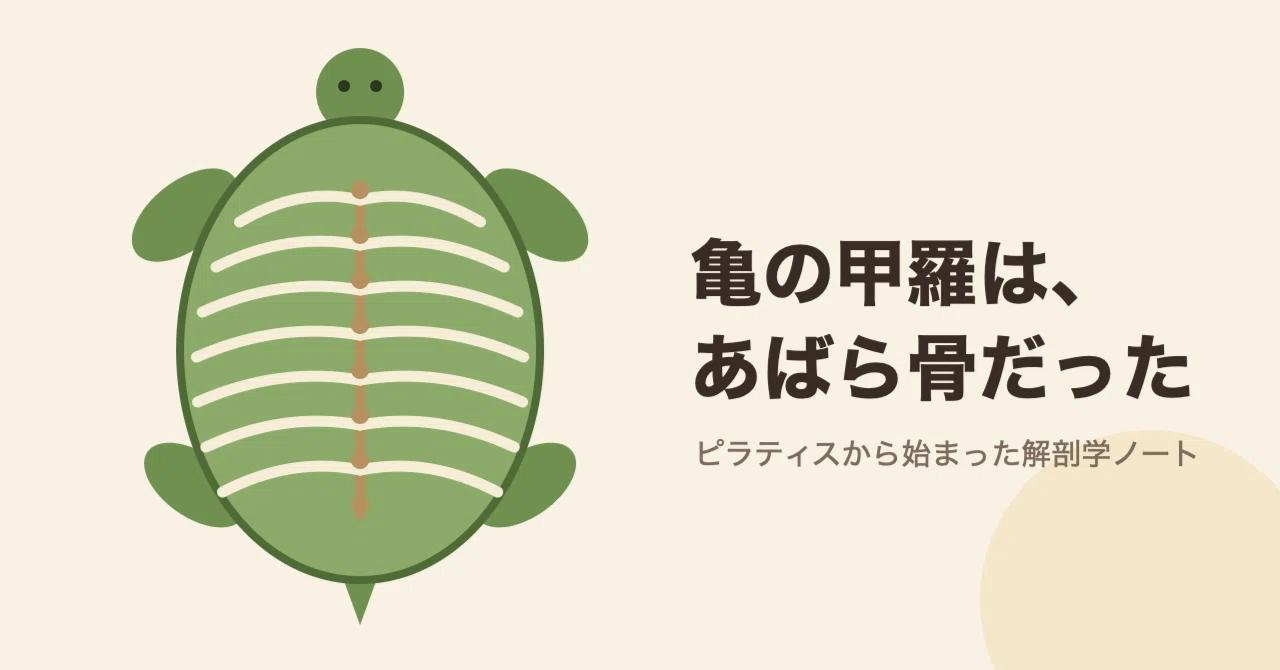 When I got hooked on anatomy through Pilates, I discovered a turtle's ...