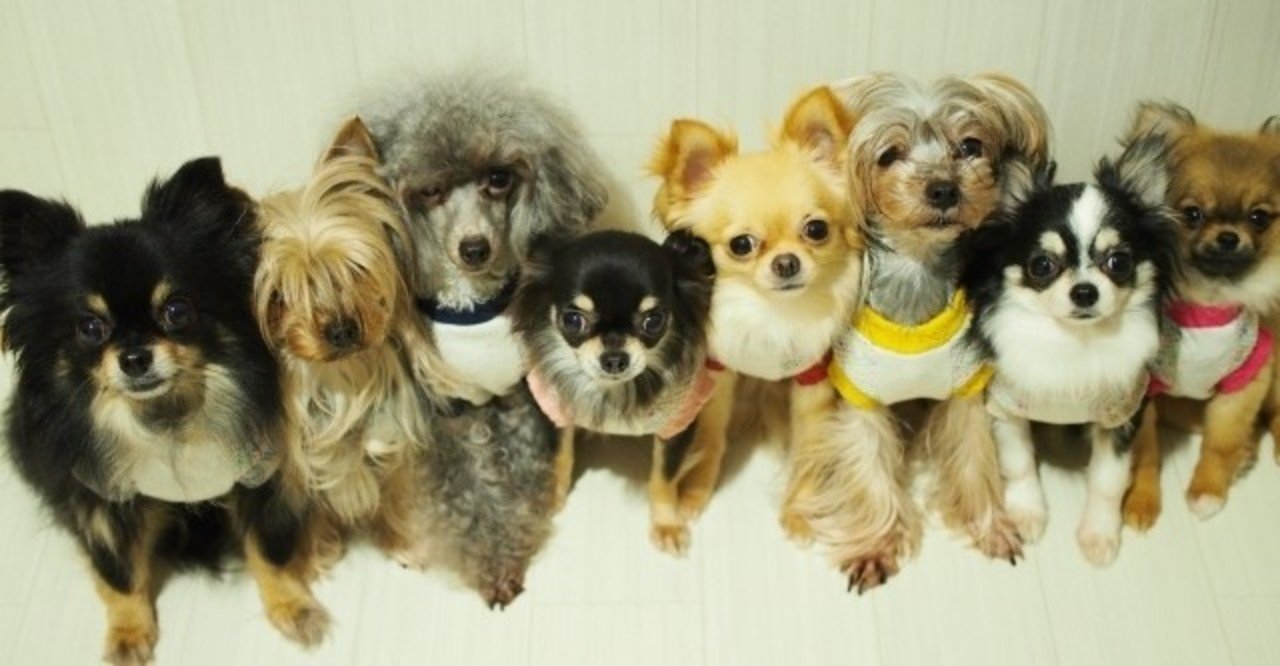 犬の骨関節炎について ねこちぐら 獣医師 Note