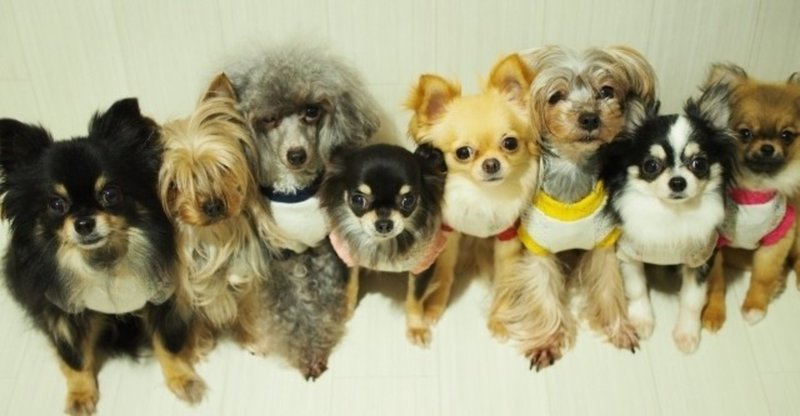 犬の骨関節炎について ねこちぐら 獣医師 Note