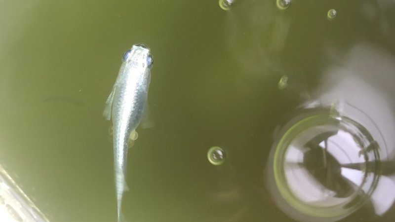 銀龍の卵と稚魚と謎の貝 ９ じょっこー Note