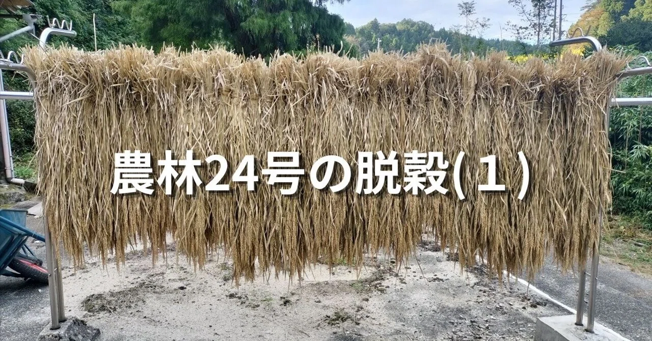 [Upland Rice Farming in Noto #21] Threshing Norin No. 24 (1) The Non ...