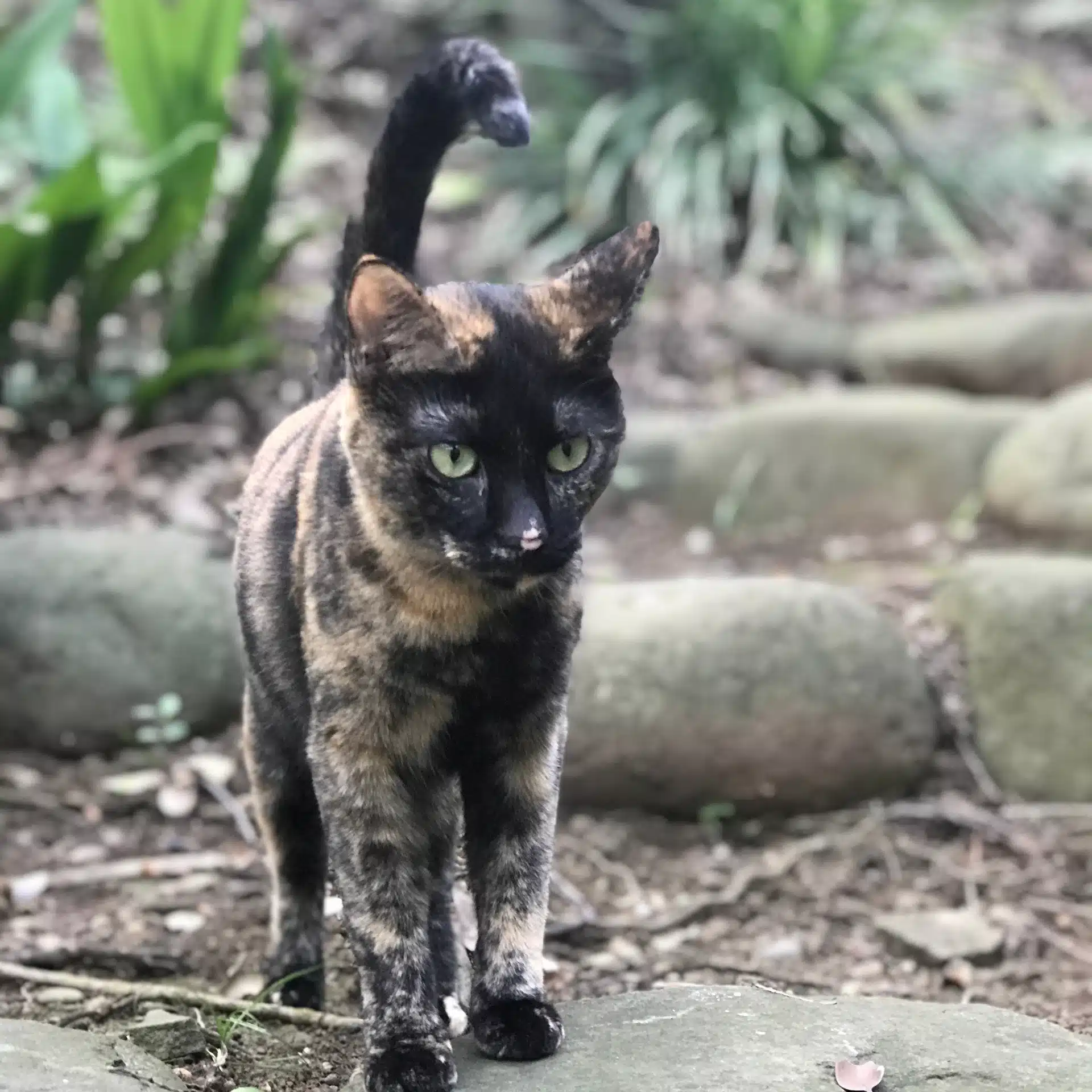 ねこねこ