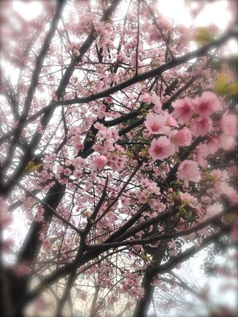 2014年上野桜祭り　似顔絵集団の似顔絵チャリティーイベント　絵柄的に、写実的なタッチを好むお客様層の中で、アウェーを感じながらも楽しい経験をさせて頂きました。ということで似顔絵のご紹介。