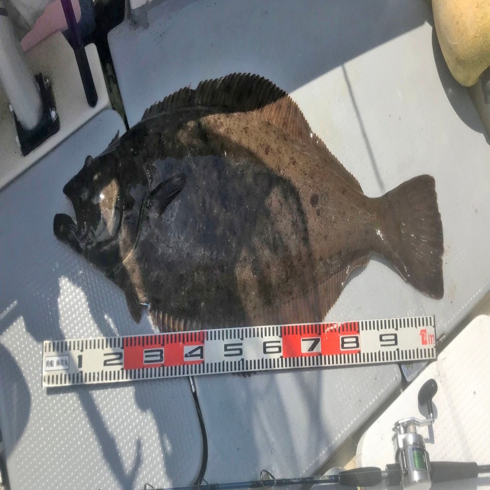 スロージギング 実釣編 キター １０５センチのヒラメ 水面に姿見せた巨大魚 石巻days 石巻日日新聞社公式 Note