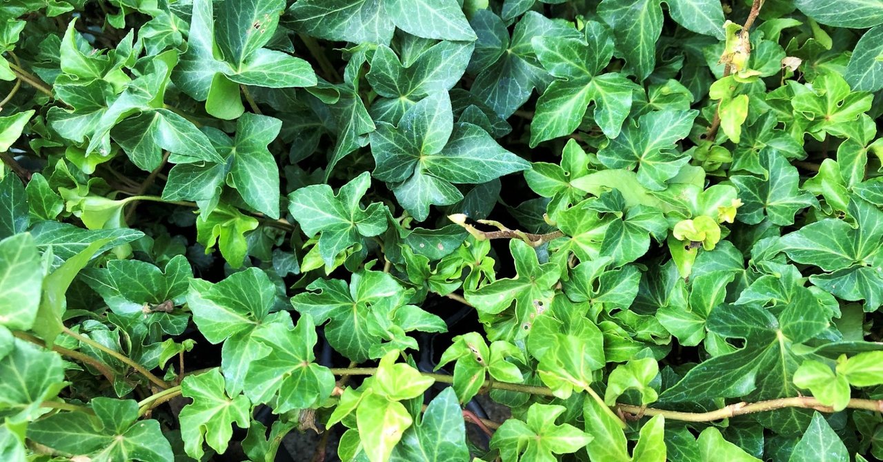 アイビーの葉っぱの先に付く黒い点は虫ですか ゴンダイラアヤコ クリエーター 園芸福祉士 Note アイビーの葉っぱの先に付く黒い点は虫ですか ゴンダイラアヤコ クリエーター 園芸福祉士 Note