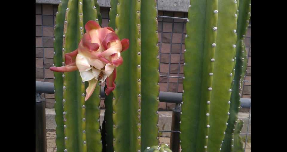 お散歩途中のサボテンの花 ミツバチ付き アメツチネ123labo Note