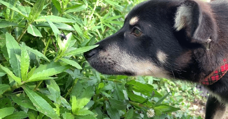 犬のほのぼの話 癒しのワンコ Note 犬のほのぼの話 癒しのワンコ Note